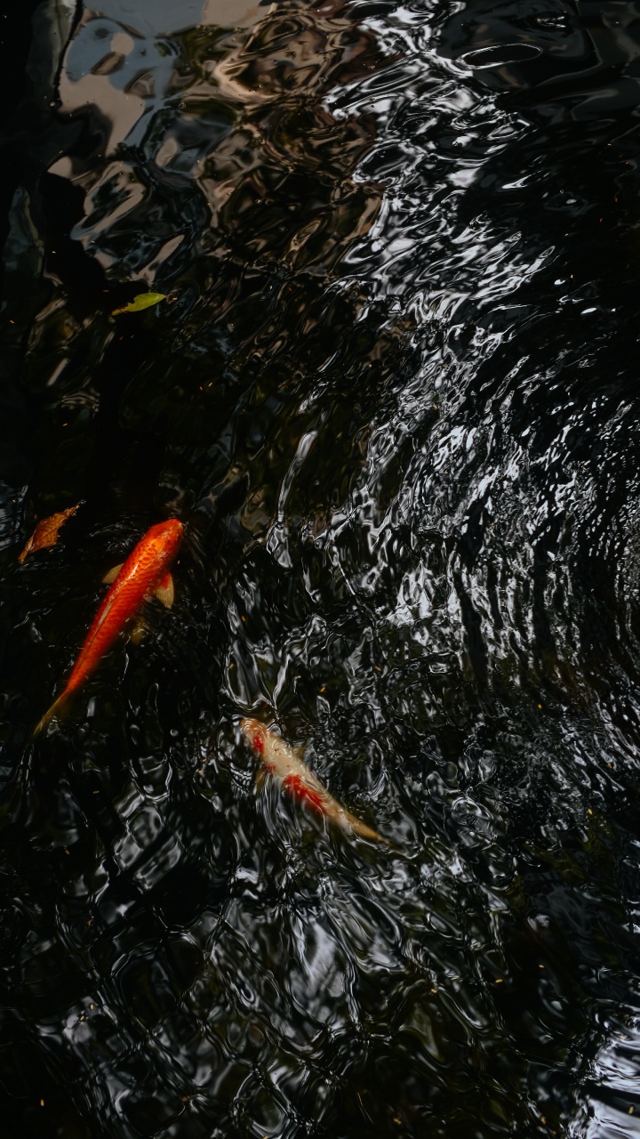 Orangefarbener Koi-Fisch Auf Wasser. Wallpaper in 720x1280 Resolution