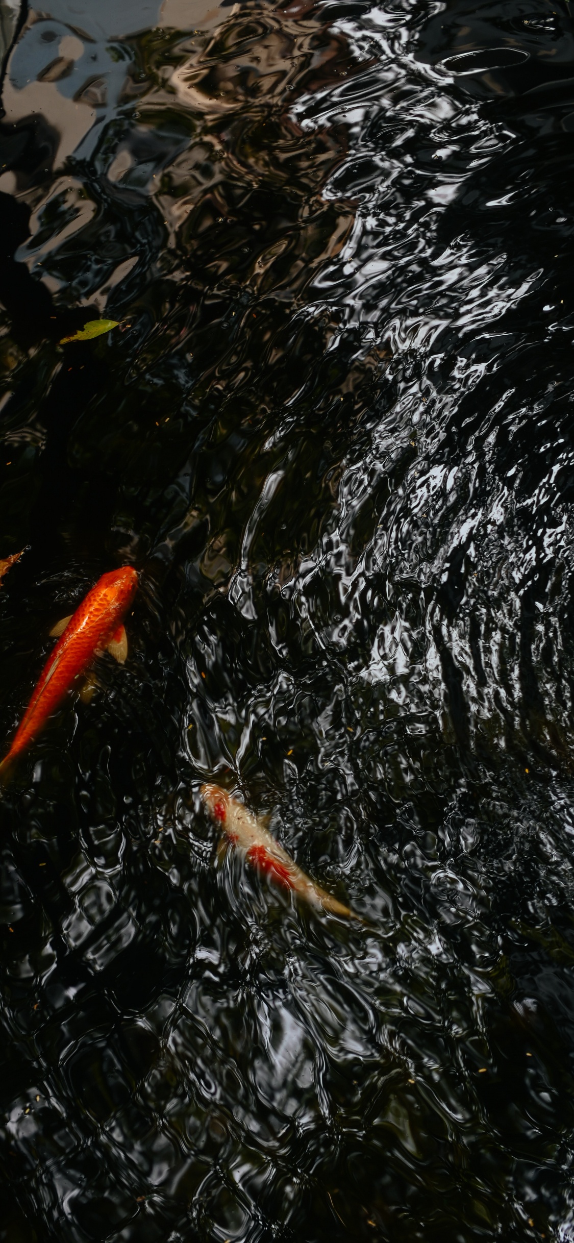 Poisson Koi Orange Sur L'eau. Wallpaper in 1125x2436 Resolution
