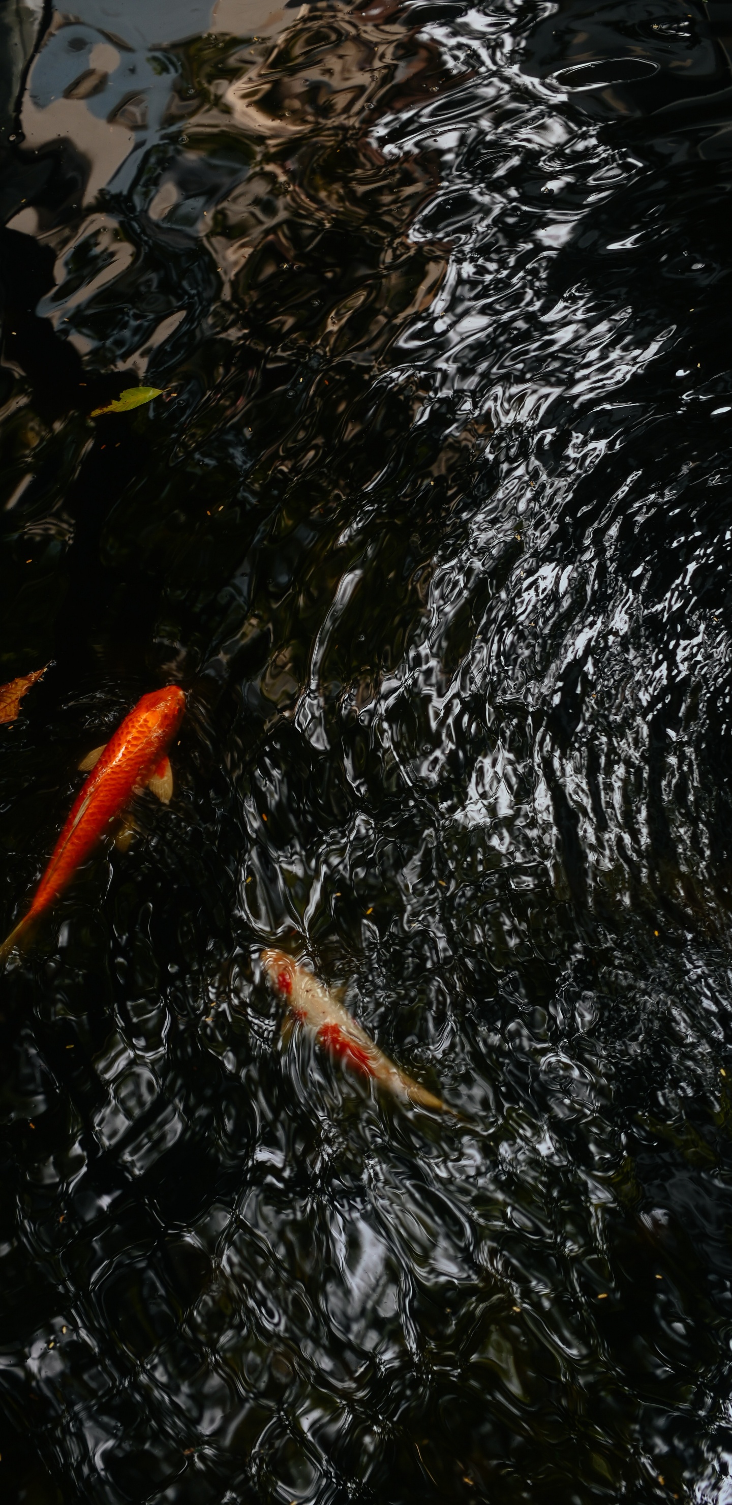 Poisson Koi Orange Sur L'eau. Wallpaper in 1440x2960 Resolution