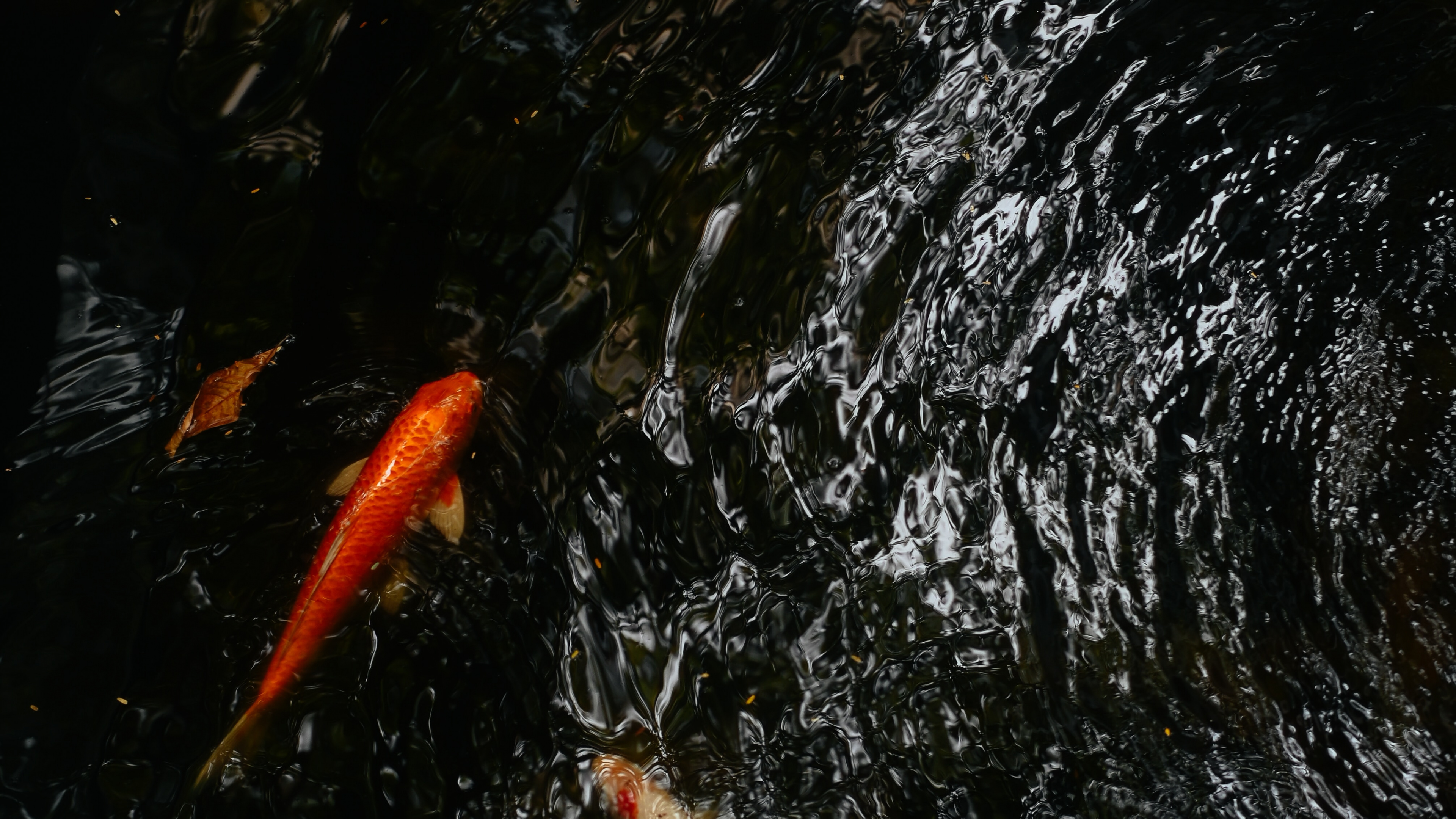 Poisson Koi Orange Sur L'eau. Wallpaper in 3840x2160 Resolution