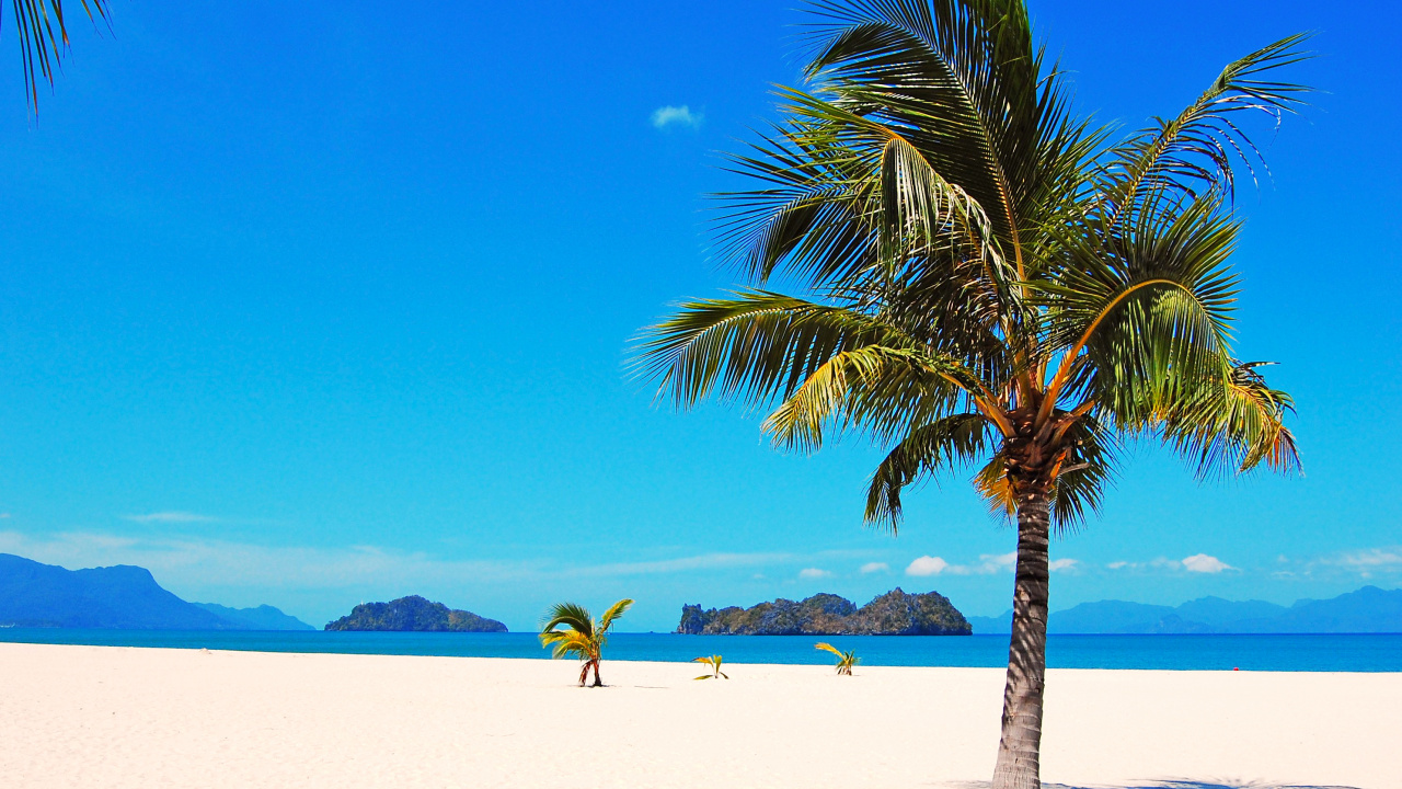 Green Palm Tree on White Sand Beach During Daytime. Wallpaper in 1280x720 Resolution