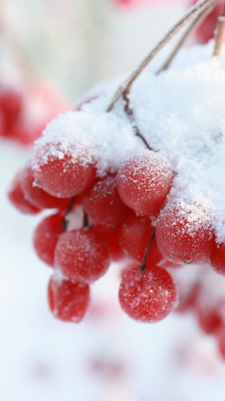 Fleur Rouge et Blanche Couverte de Neige. Wallpaper in 750x1334 Resolution