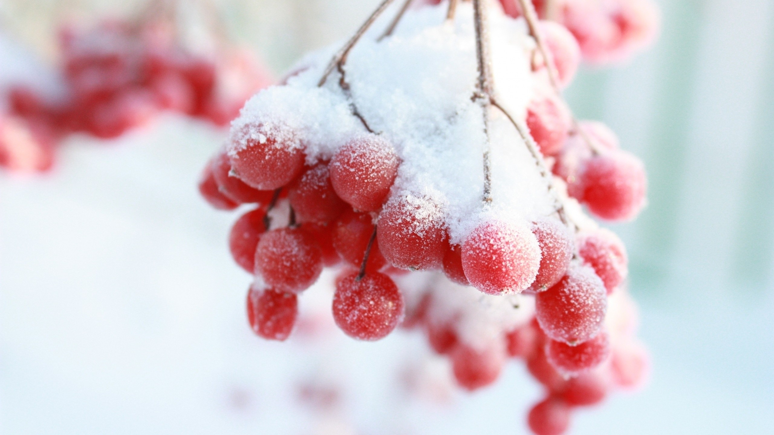 Red and White Flower Covered With Snow. Wallpaper in 2560x1440 Resolution