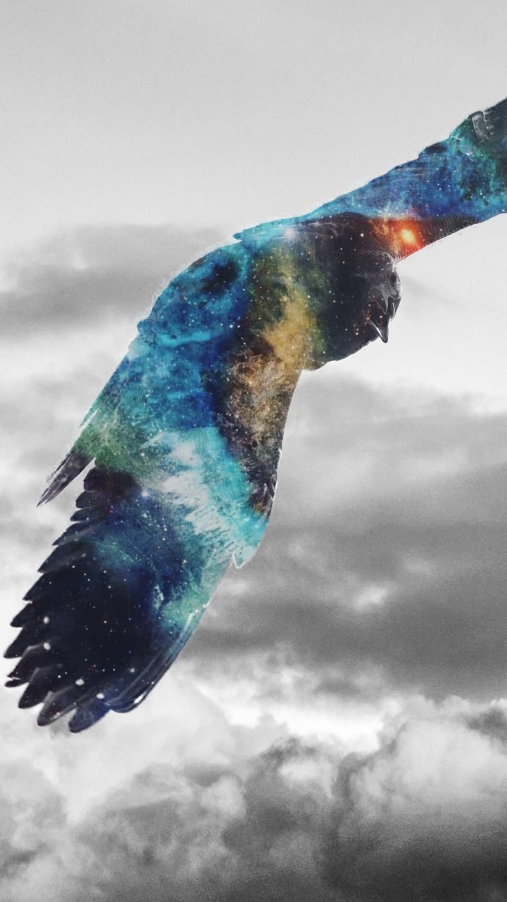 Oiseau Bleu Orange et Vert Volant Sous Des Nuages Blancs. Wallpaper in 720x1280 Resolution