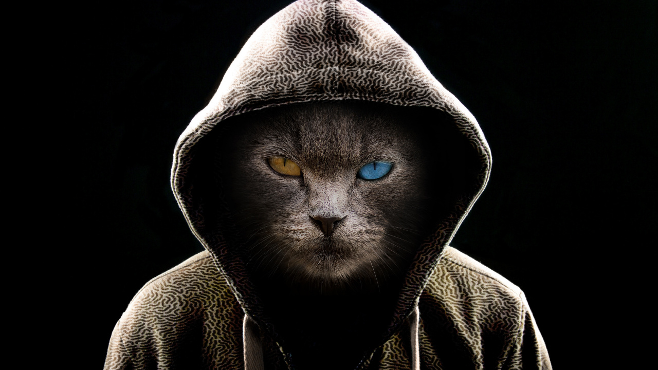 Mann im Grauen Hoodie Mit Blauen Augen. Wallpaper in 1280x720 Resolution