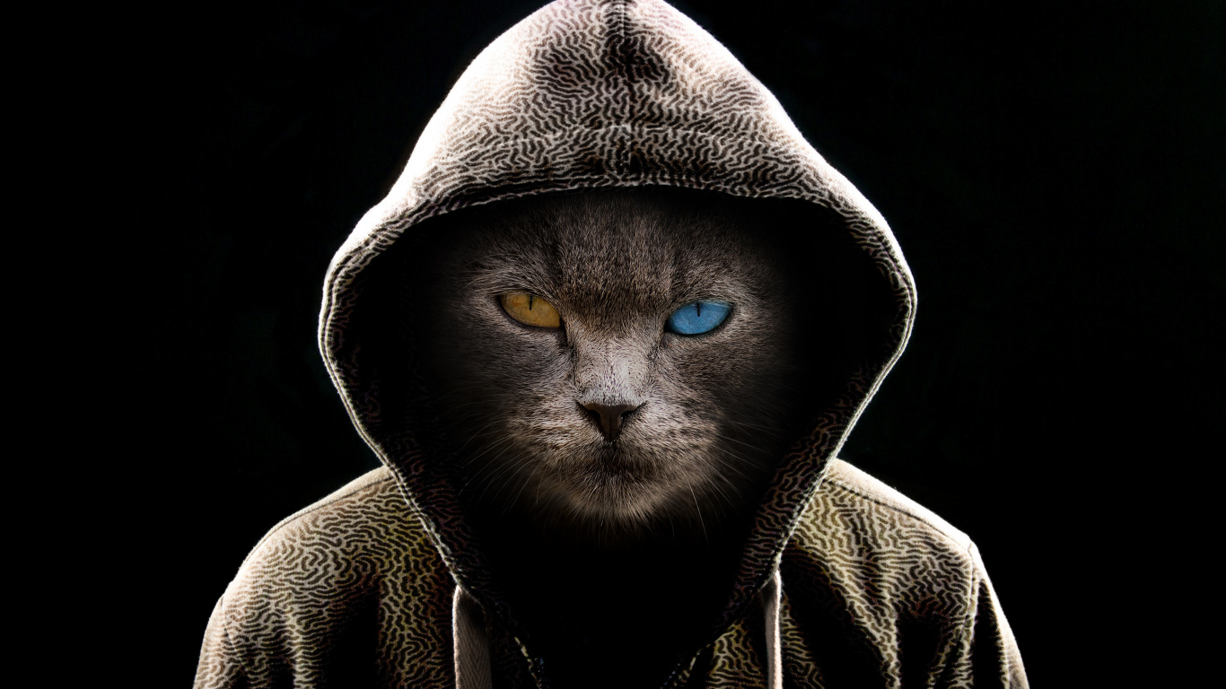 Mann im Grauen Hoodie Mit Blauen Augen. Wallpaper in 1366x768 Resolution