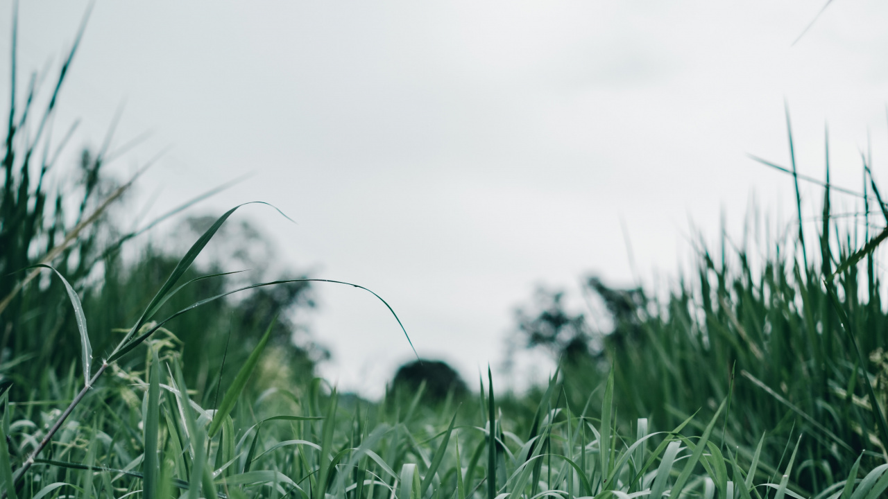 Campo de Hierba Verde Durante el Día. Wallpaper in 1280x720 Resolution