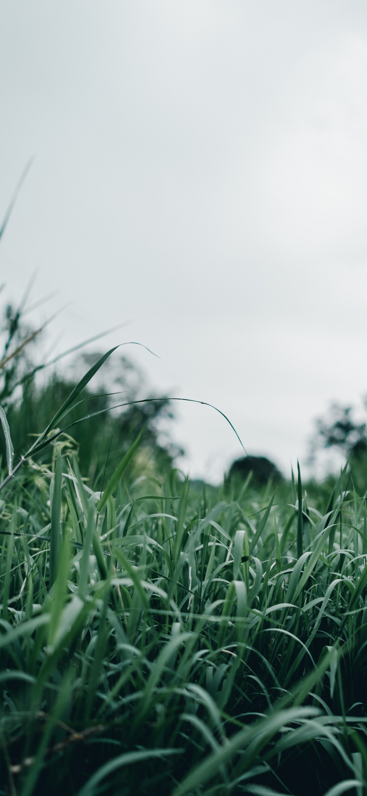 Green Grass Field During Daytime. Wallpaper in 1242x2688 Resolution