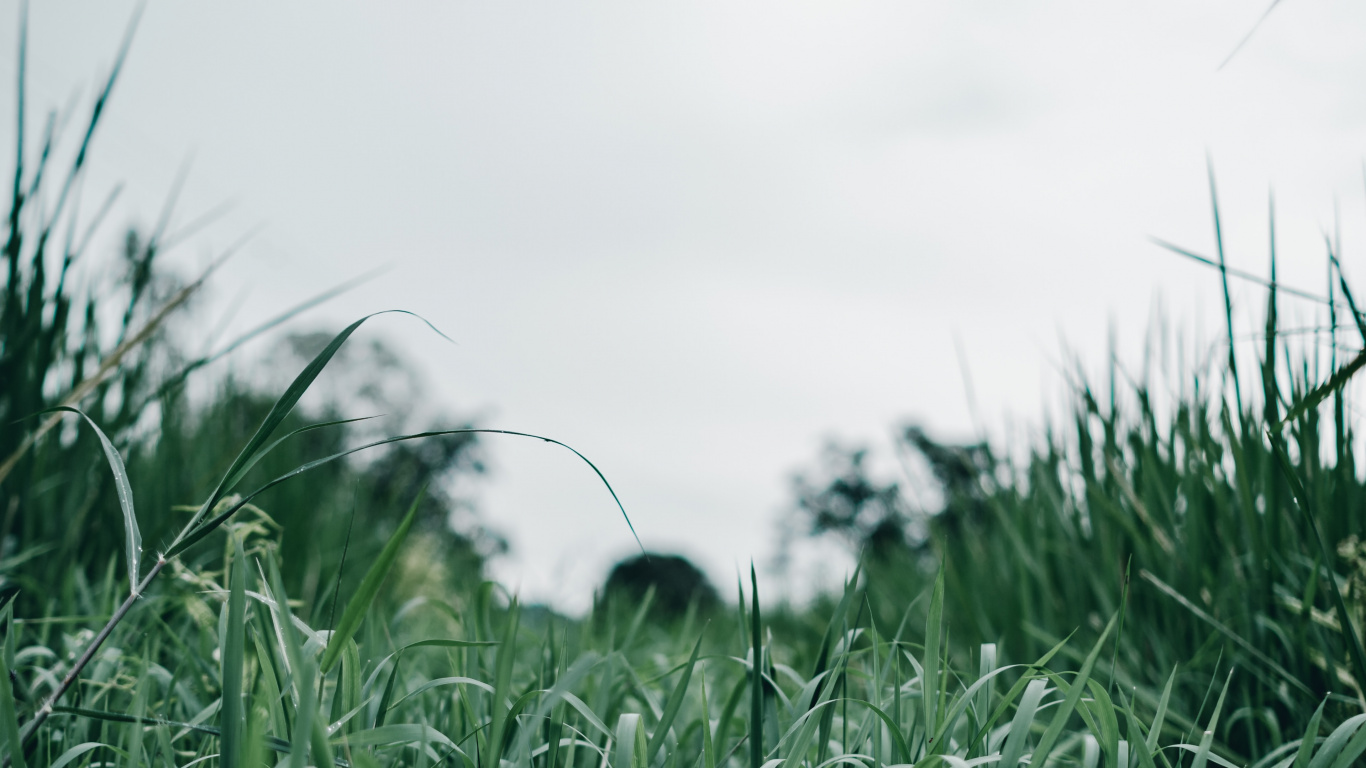 Green Grass Field During Daytime. Wallpaper in 1366x768 Resolution