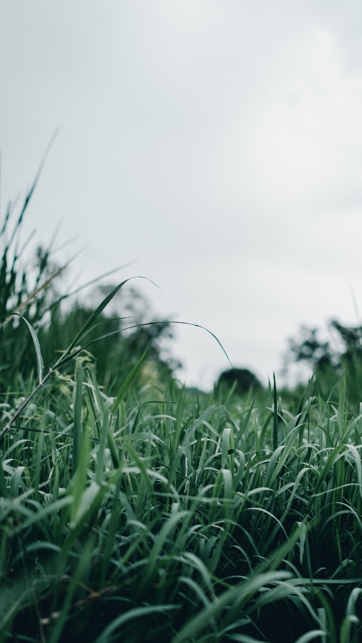 Green Grass Field During Daytime. Wallpaper in 720x1280 Resolution