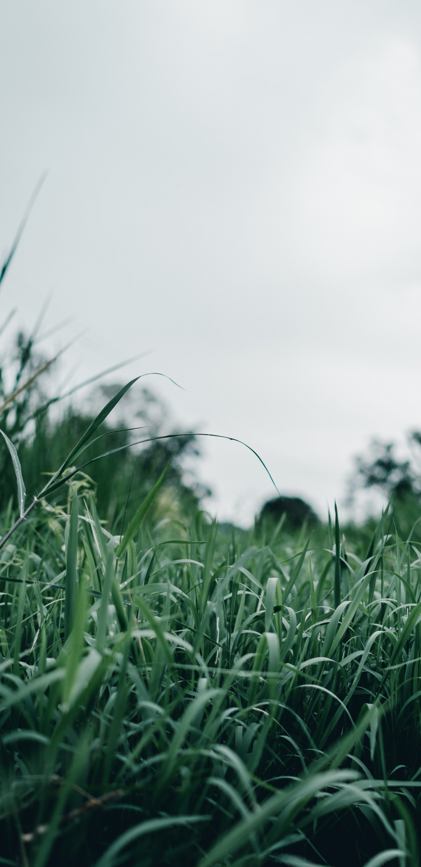 自然景观, 植被, 草坪, 草, 生态区 壁纸 1440x2960 允许
