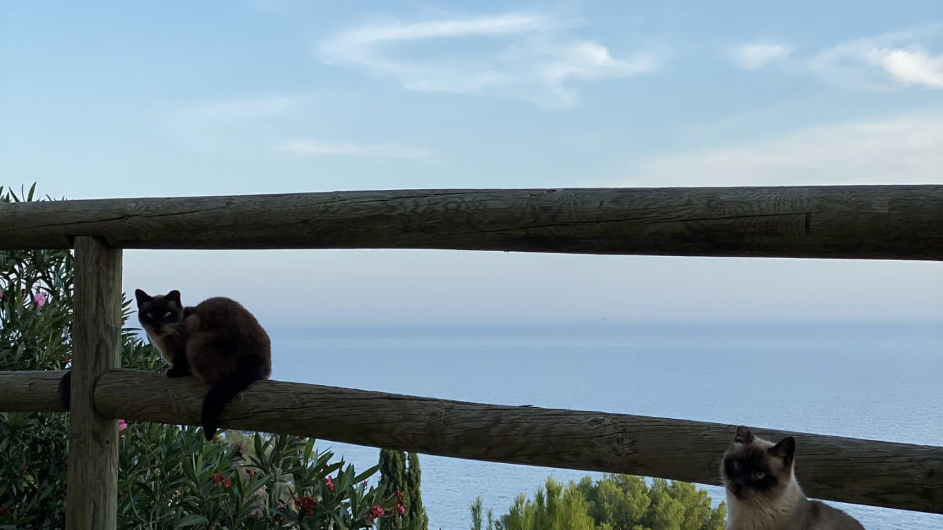 Carnivores, Chat, Les Petites et Moyennes Chats, Felidae, Balinais. Wallpaper in 1366x768 Resolution