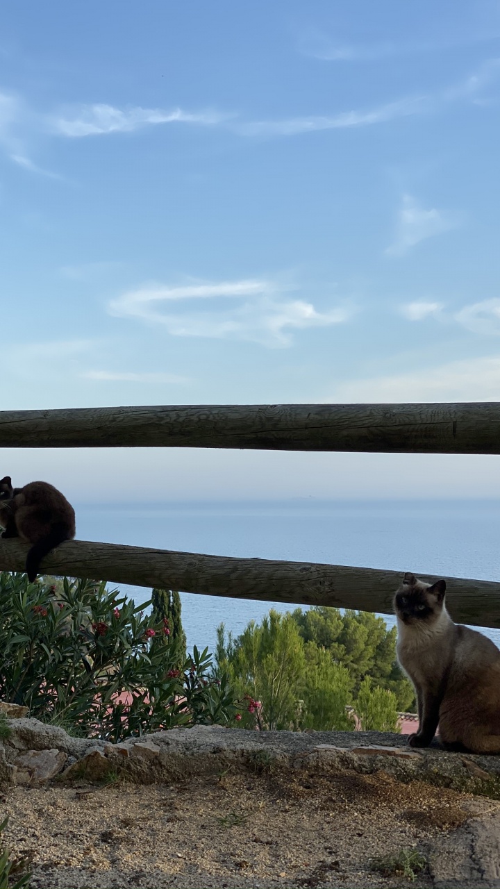 Carnivores, Chat, Les Petites et Moyennes Chats, Felidae, Balinais. Wallpaper in 720x1280 Resolution