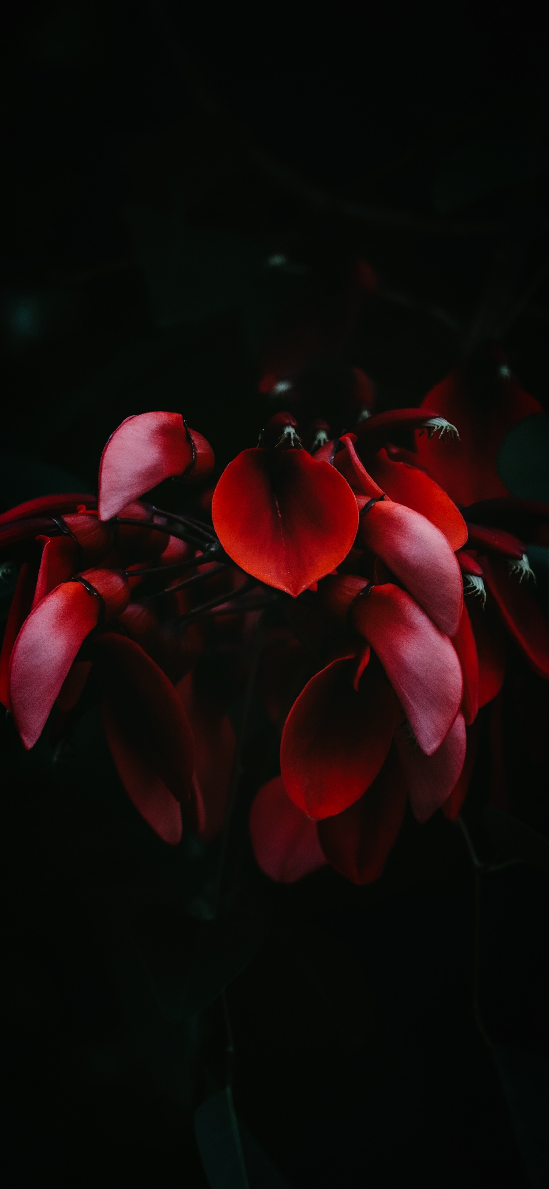 Hortensia Serrata, Hortensia Macrophylla, té Del Cielo, Japonés de la Camelia. Wallpaper in 1125x2436 Resolution