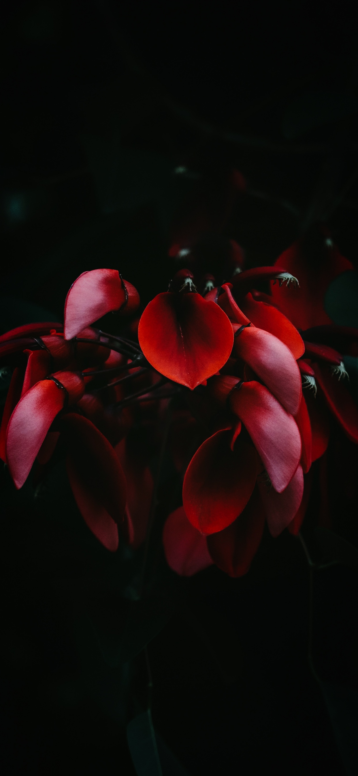 Hortensia Serrata, Hortensia Macrophylla, té Del Cielo, Japonés de la Camelia. Wallpaper in 1242x2688 Resolution