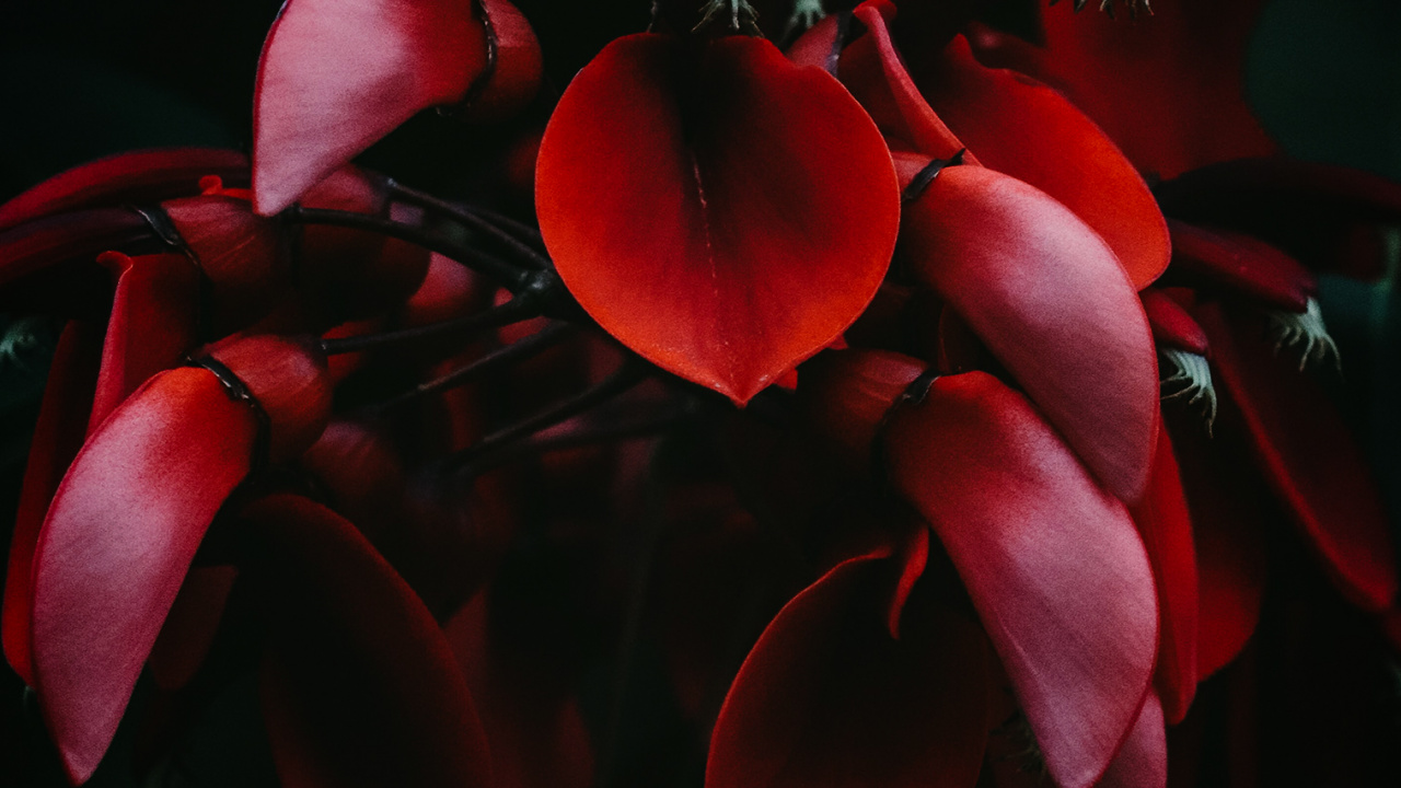Hortensia Serrata, Hortensia Macrophylla, té Del Cielo, Japonés de la Camelia. Wallpaper in 1280x720 Resolution
