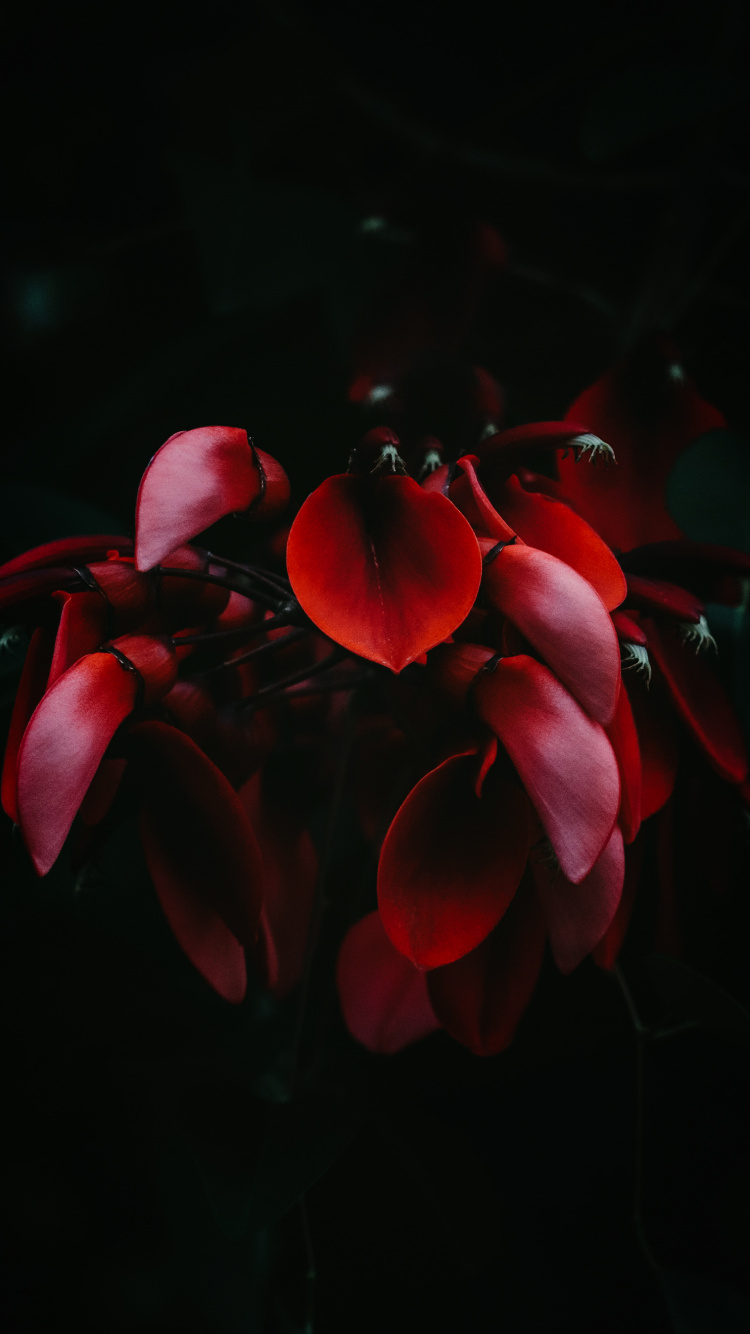 Hortensia Serrata, Hortensia Macrophylla, té Del Cielo, Japonés de la Camelia. Wallpaper in 750x1334 Resolution