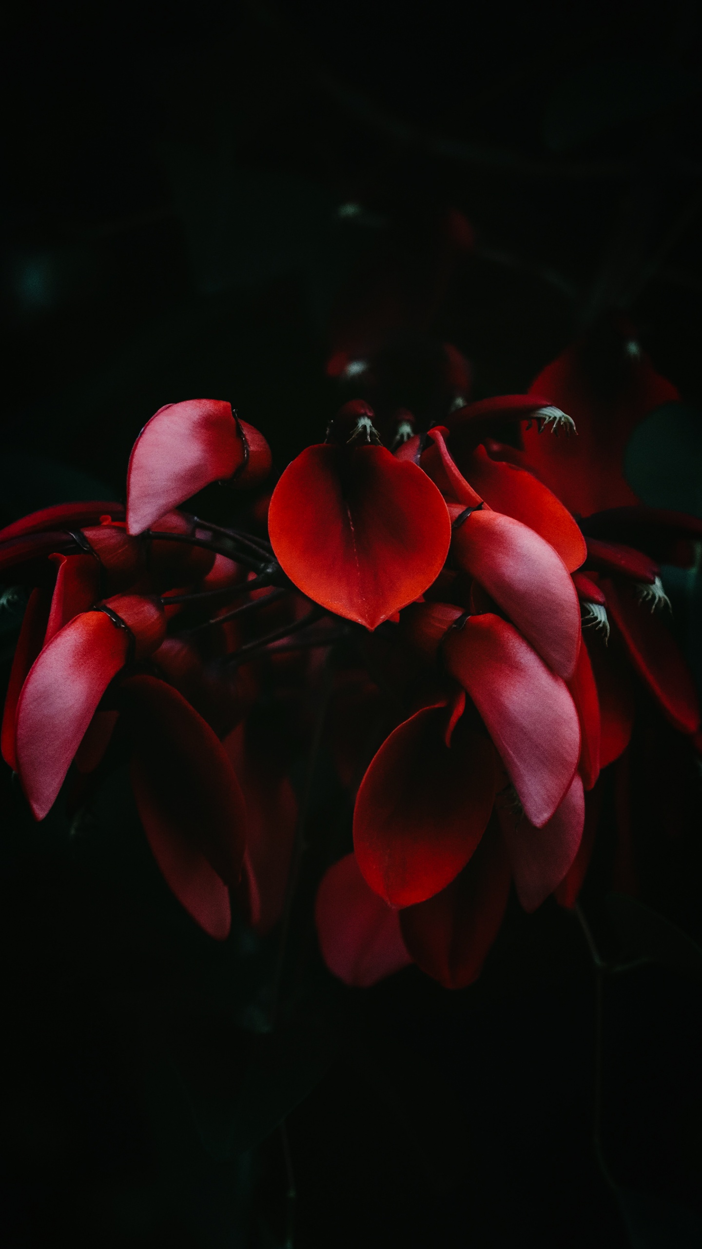 Hydrangea Serrata, Hydrangea Macrophylla, Tea of Heaven, Plant, Flower. Wallpaper in 1440x2560 Resolution