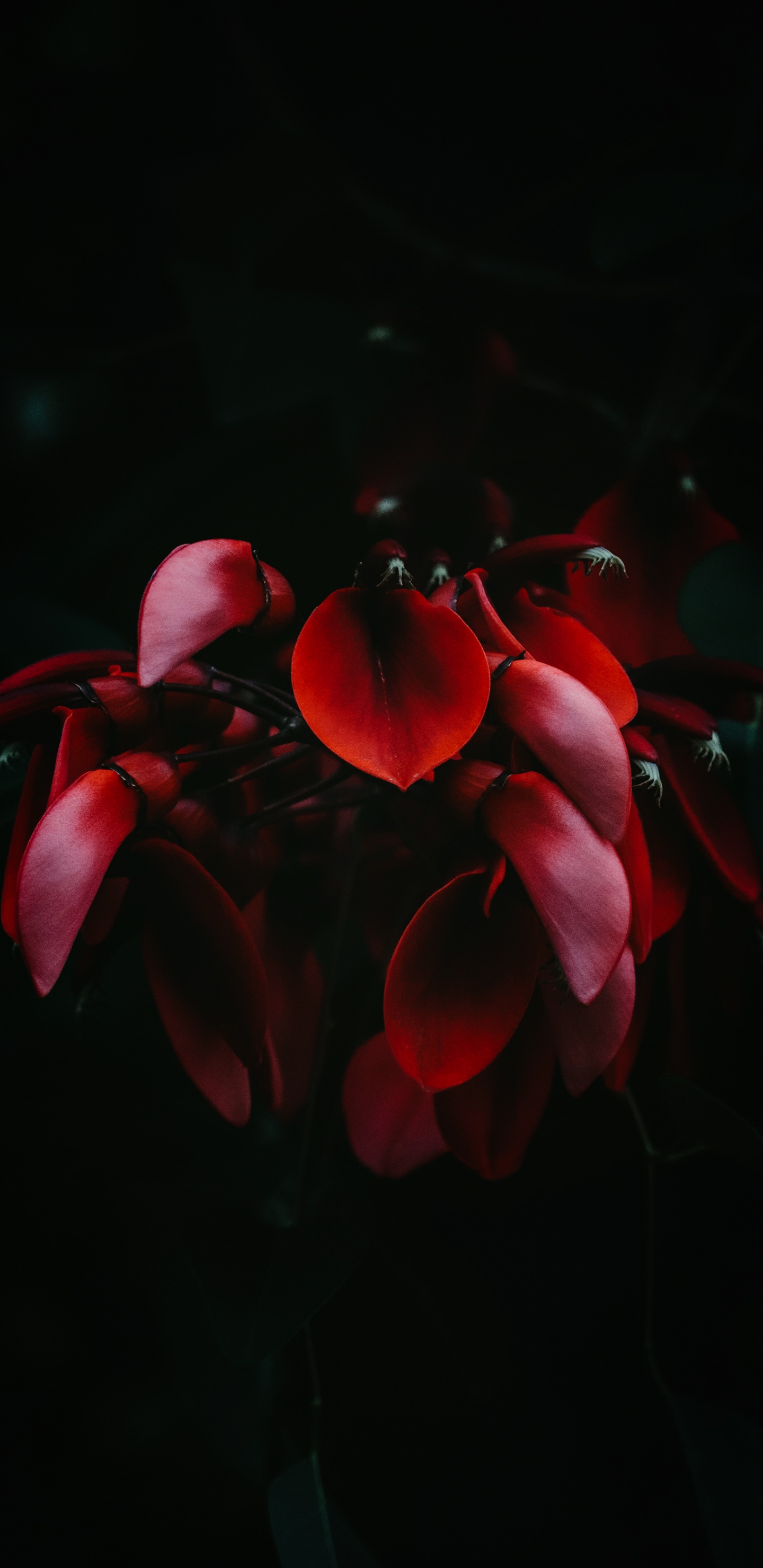 Hydrangea Serrata, Hydrangea Macrophylla, Tea of Heaven, Plant, Flower. Wallpaper in 1440x2960 Resolution