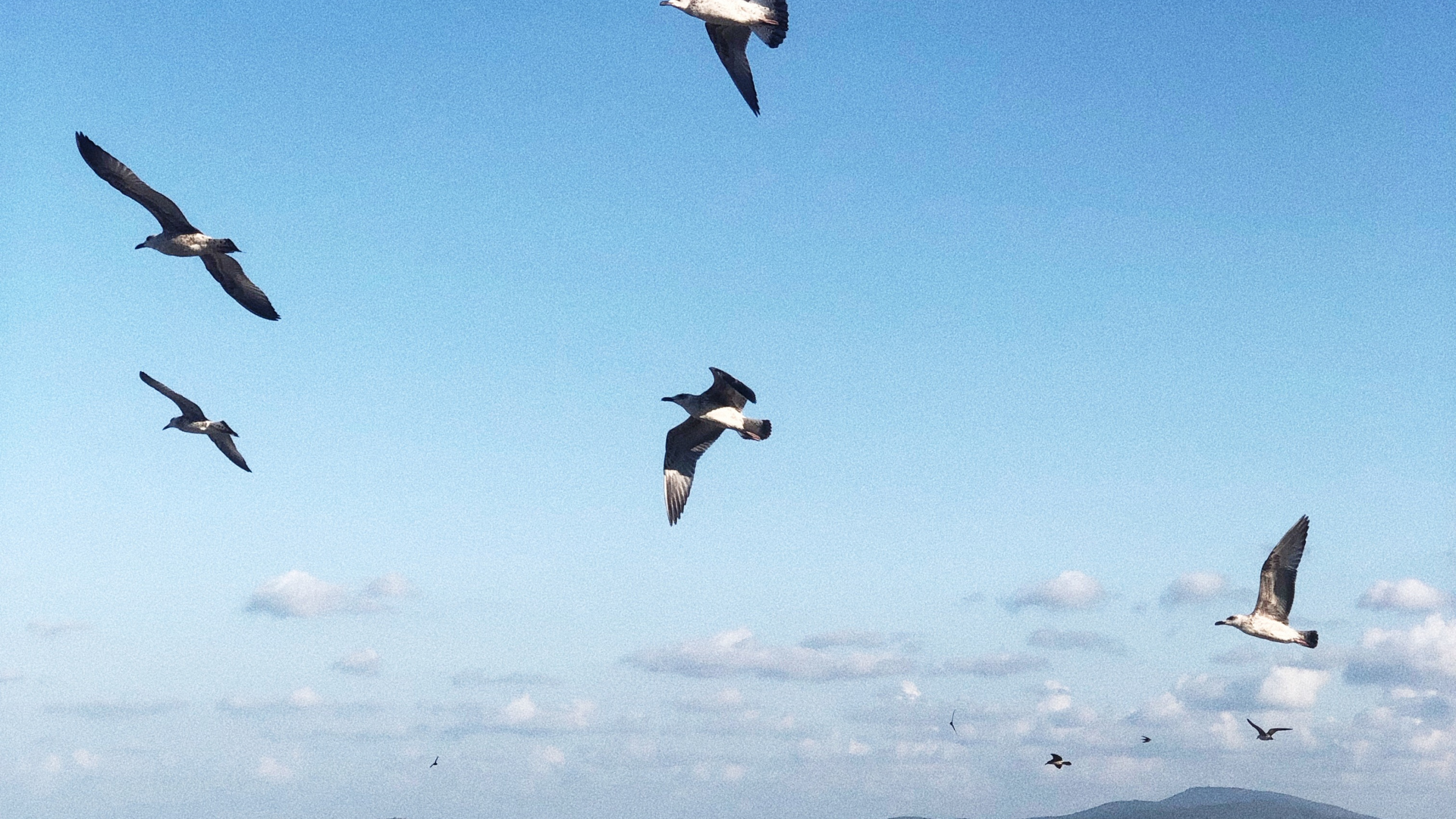 Aves Playeras, Agua, Vuelo, de Aves Marinas, Ciencia. Wallpaper in 2560x1440 Resolution