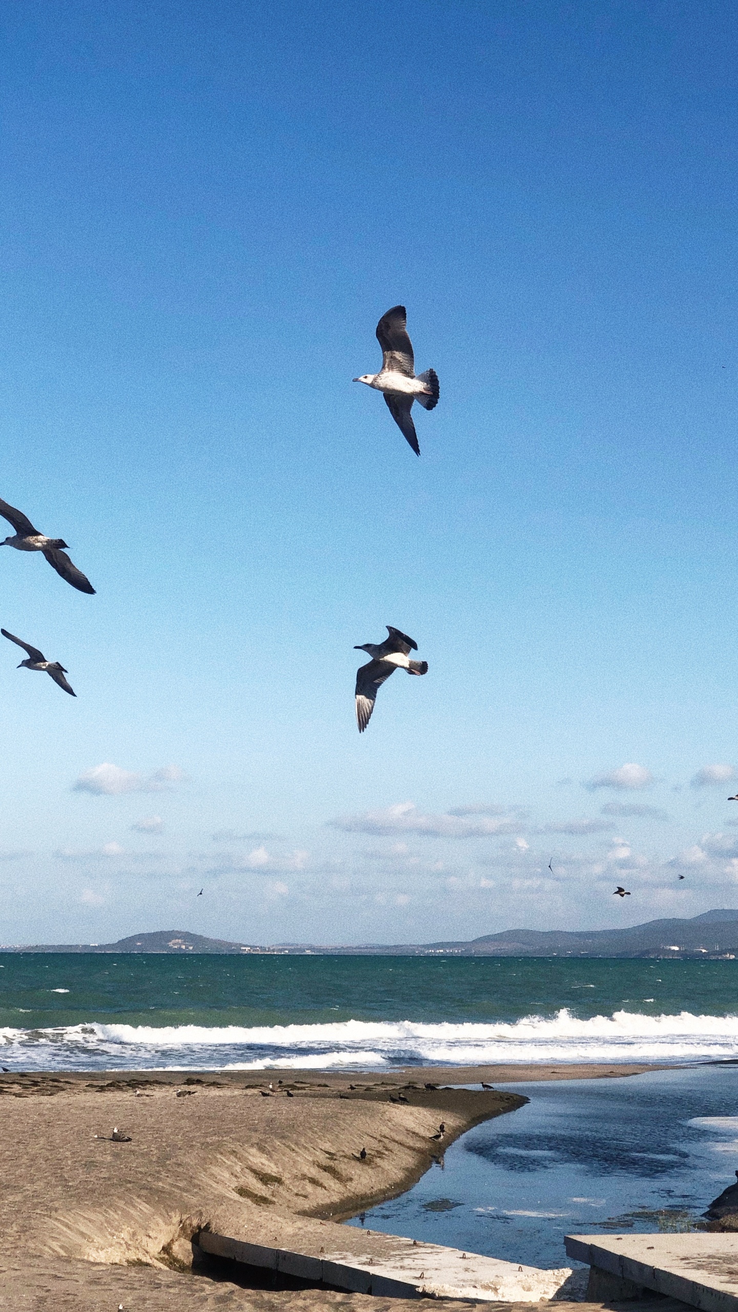 Oiseaux de Rivage, Eau, Vol, D'oiseaux de Mer, Sciences. Wallpaper in 1440x2560 Resolution