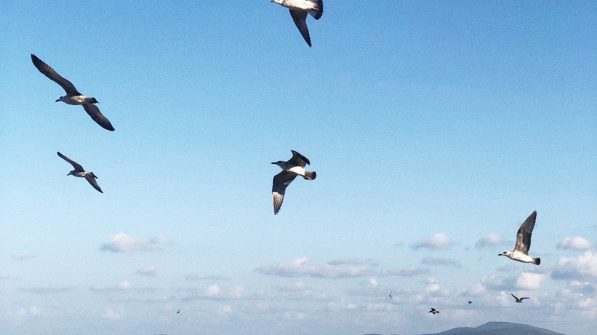Oiseaux de Rivage, Eau, Vol, D'oiseaux de Mer, Sciences. Wallpaper in 1920x1080 Resolution