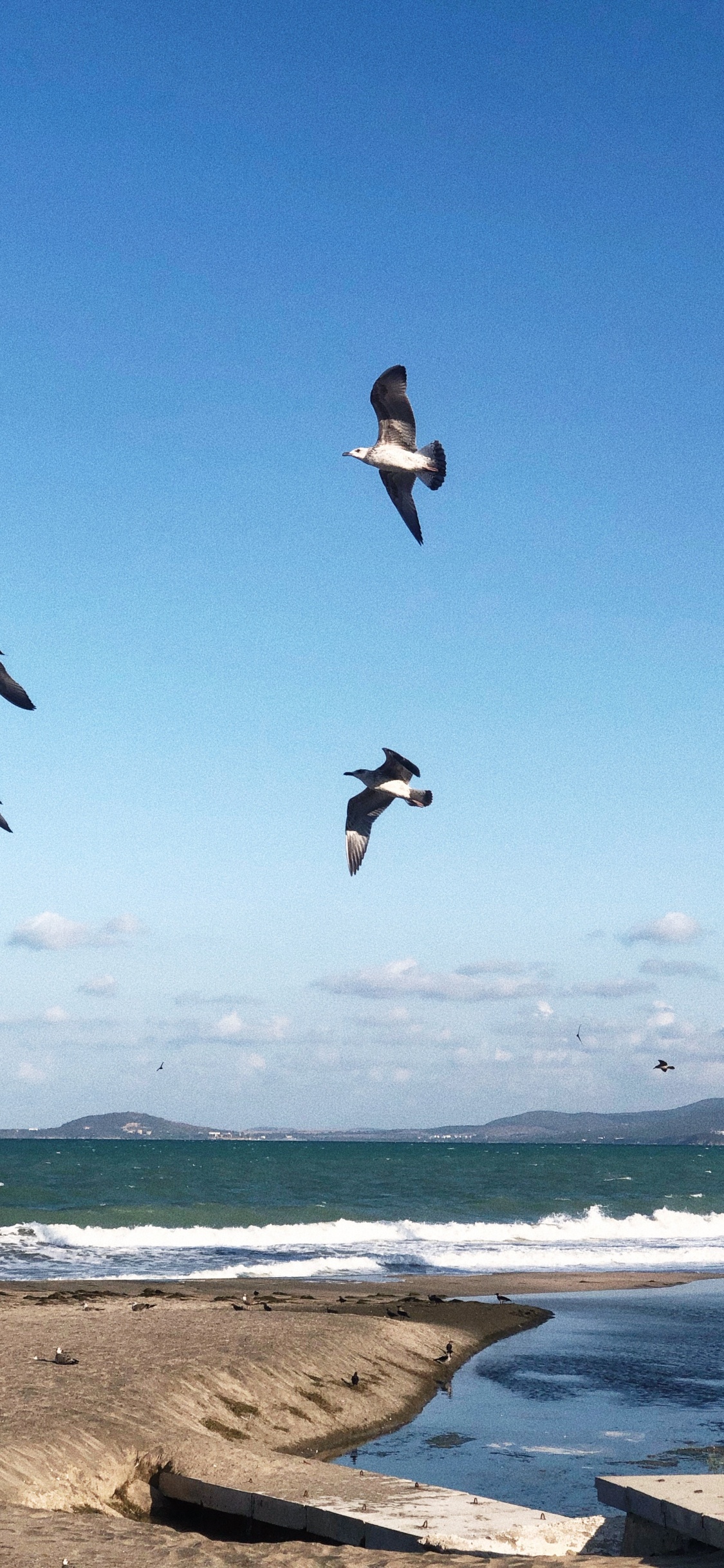 Shorebirds, Water, Flight, Seabird, Science. Wallpaper in 1125x2436 Resolution