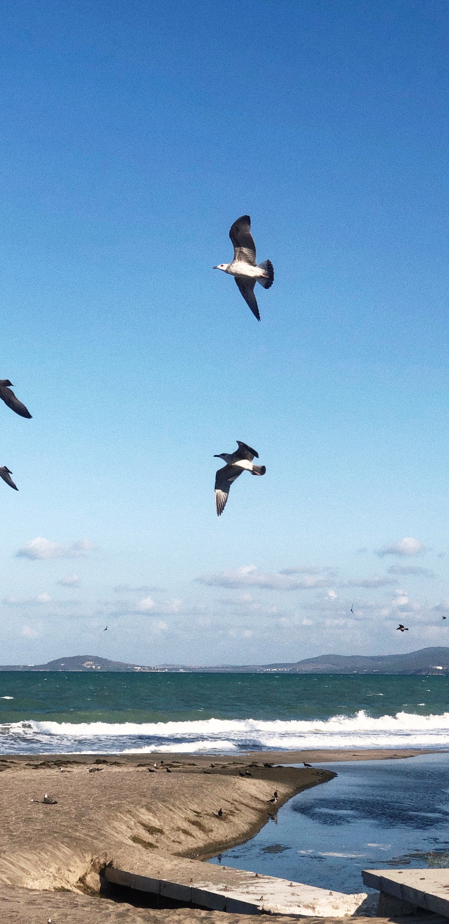 Shorebirds, Water, Flight, Seabird, Science. Wallpaper in 1440x2960 Resolution