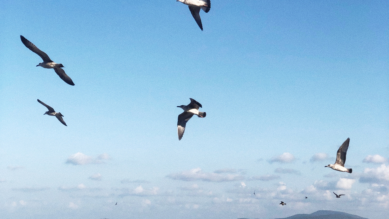 Wasser, Flug, Seevogel, Wissenschaft, Physik. Wallpaper in 1366x768 Resolution