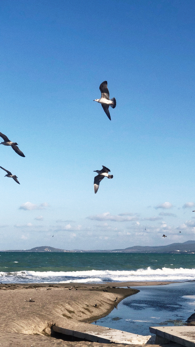 Wasser, Flug, Seevogel, Wissenschaft, Physik. Wallpaper in 750x1334 Resolution