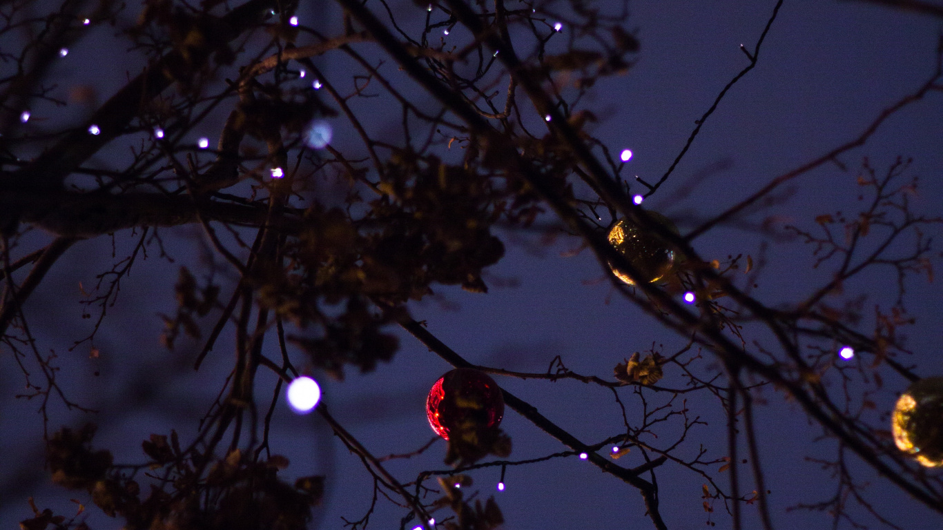 Branch, Tree, Light, Twig, Lighting. Wallpaper in 1366x768 Resolution