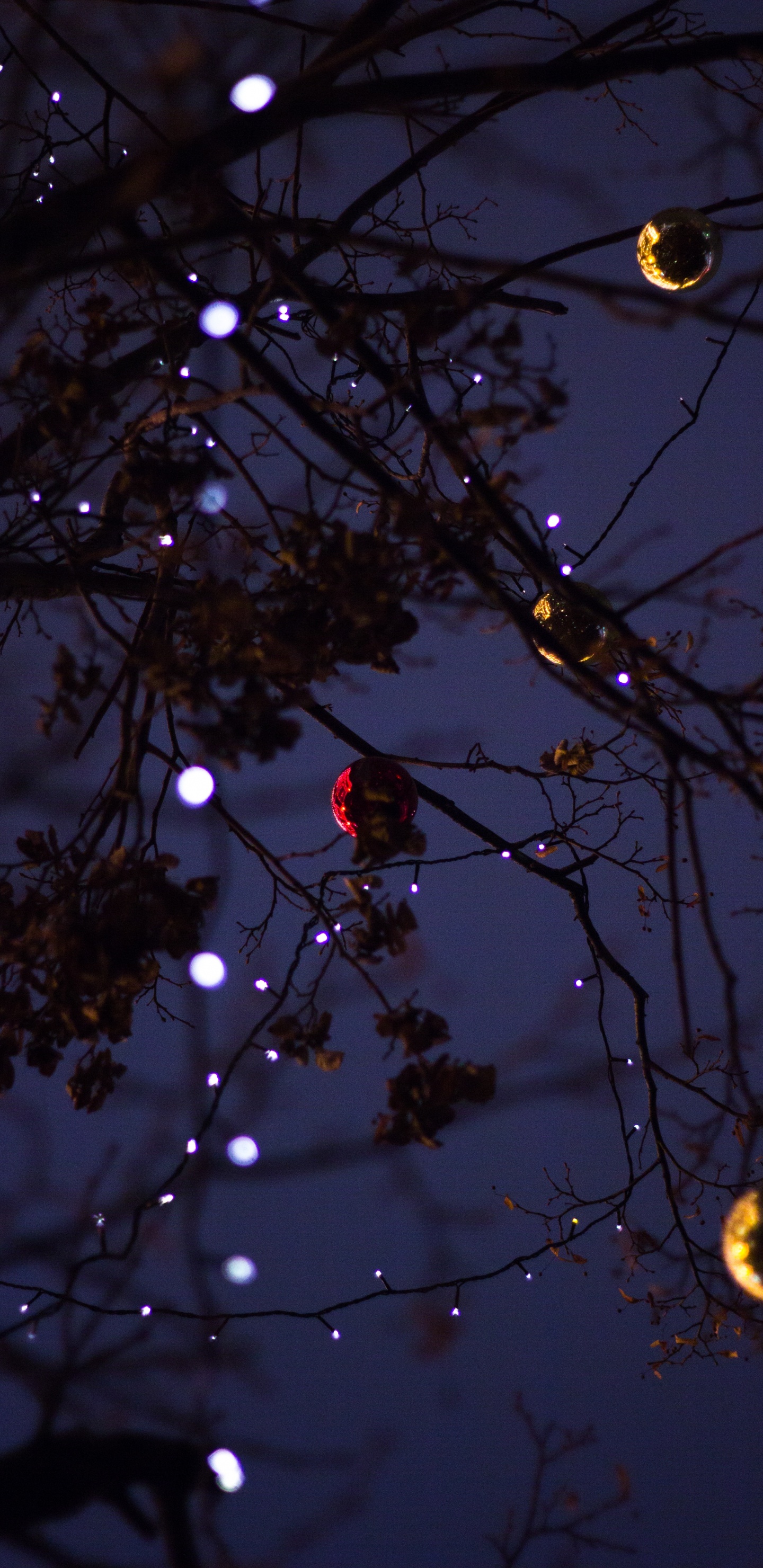 Branch, Tree, Light, Twig, Lighting. Wallpaper in 1440x2960 Resolution