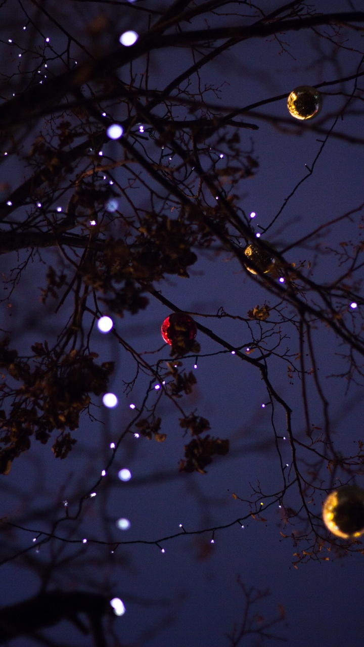 Branch, Tree, Light, Twig, Lighting. Wallpaper in 720x1280 Resolution