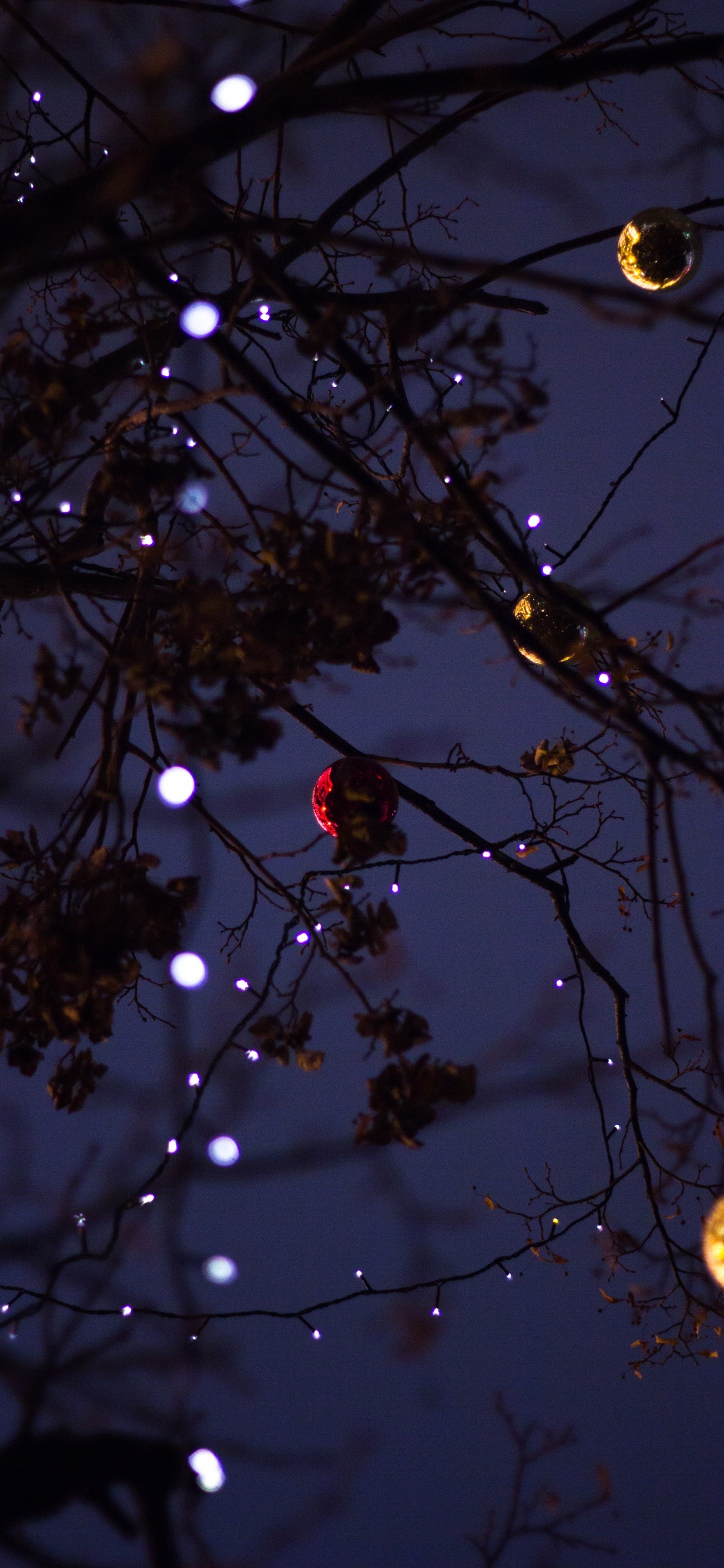 Branch, Baum, Licht, Zweig, Nacht. Wallpaper in 1125x2436 Resolution