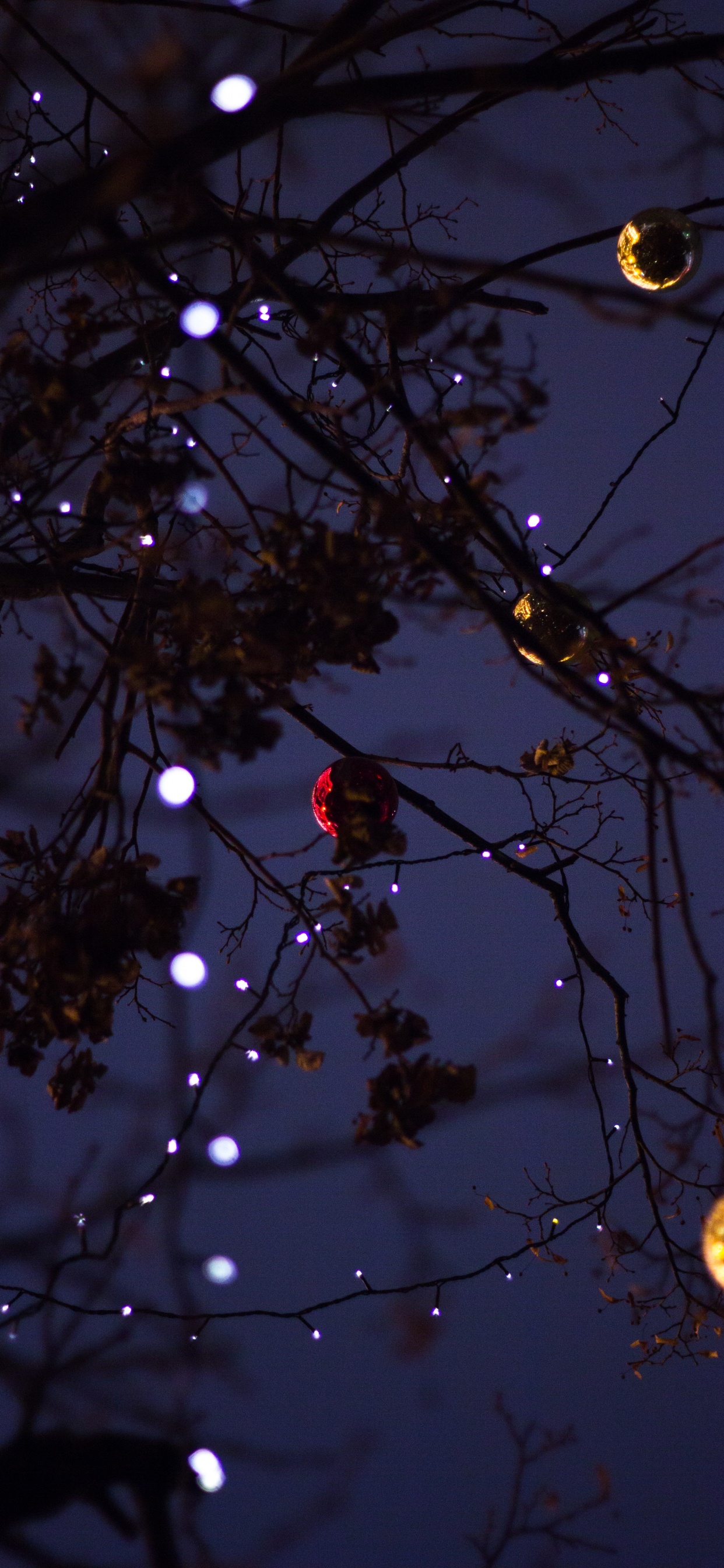 Branch, Baum, Licht, Zweig, Nacht. Wallpaper in 1242x2688 Resolution