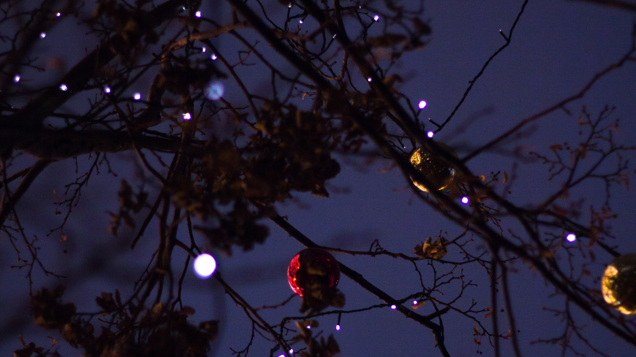 Branch, Baum, Licht, Zweig, Nacht. Wallpaper in 1280x720 Resolution