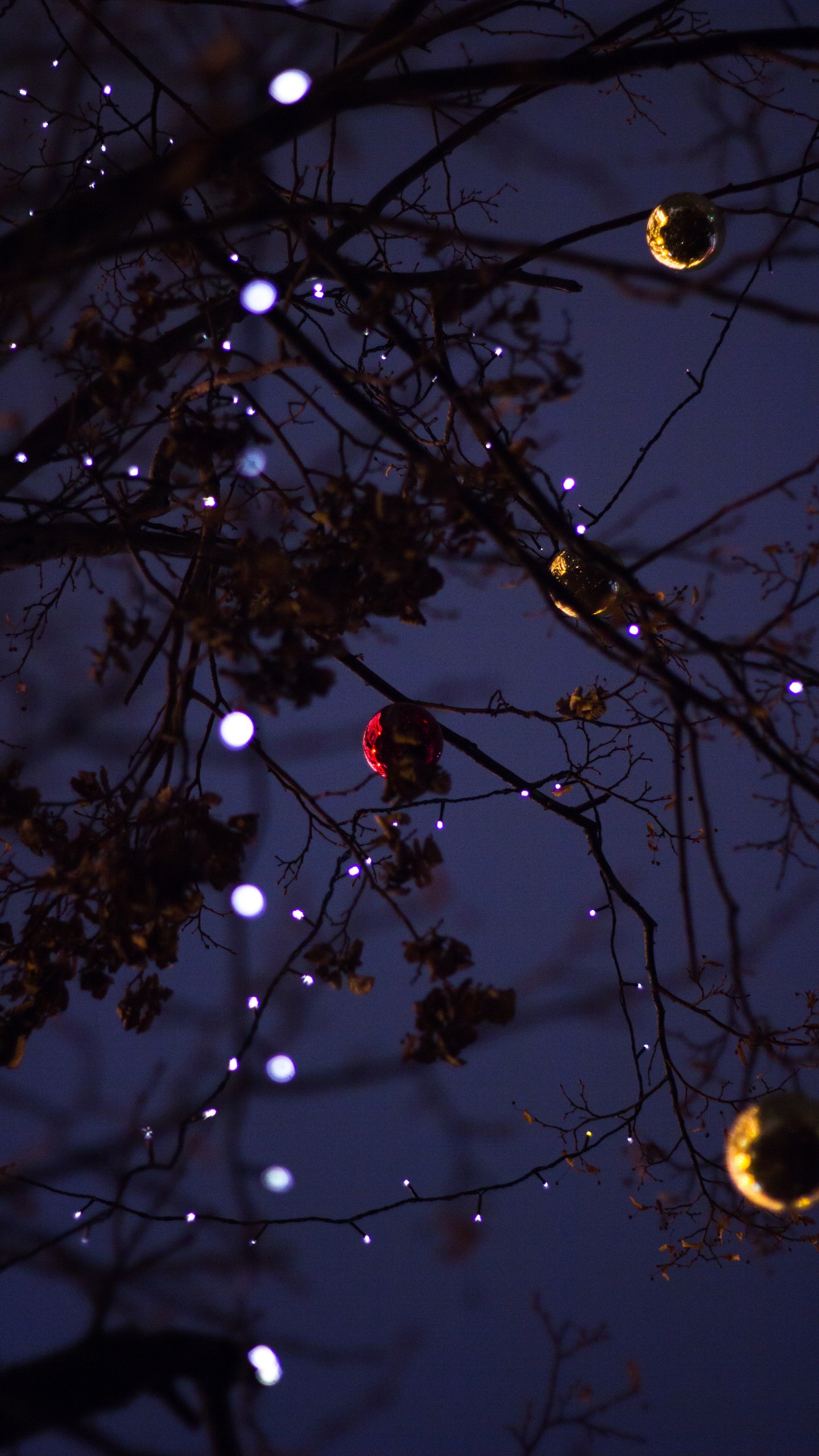 Branch, Baum, Licht, Zweig, Nacht. Wallpaper in 1440x2560 Resolution