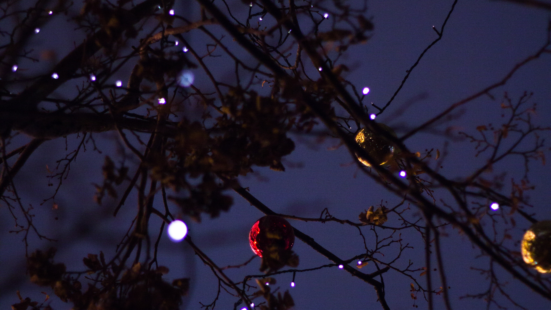 Branch, Baum, Licht, Zweig, Nacht. Wallpaper in 1920x1080 Resolution