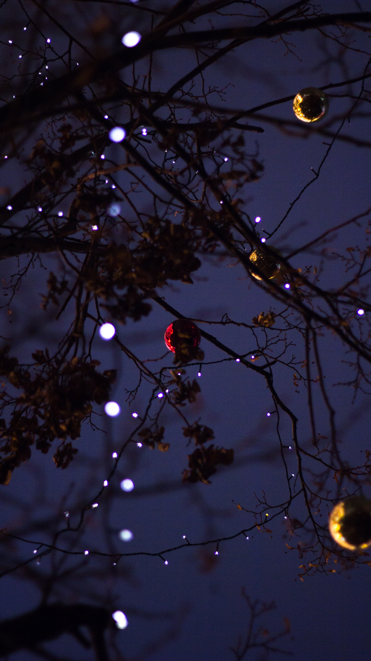 Branch, Baum, Licht, Zweig, Nacht. Wallpaper in 750x1334 Resolution