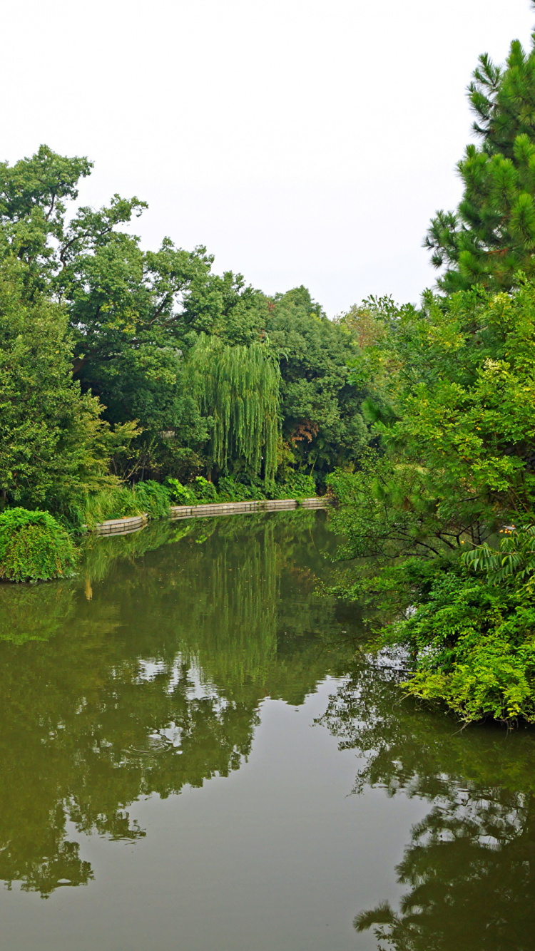 Green Trees Beside River During Daytime. Wallpaper in 750x1334 Resolution