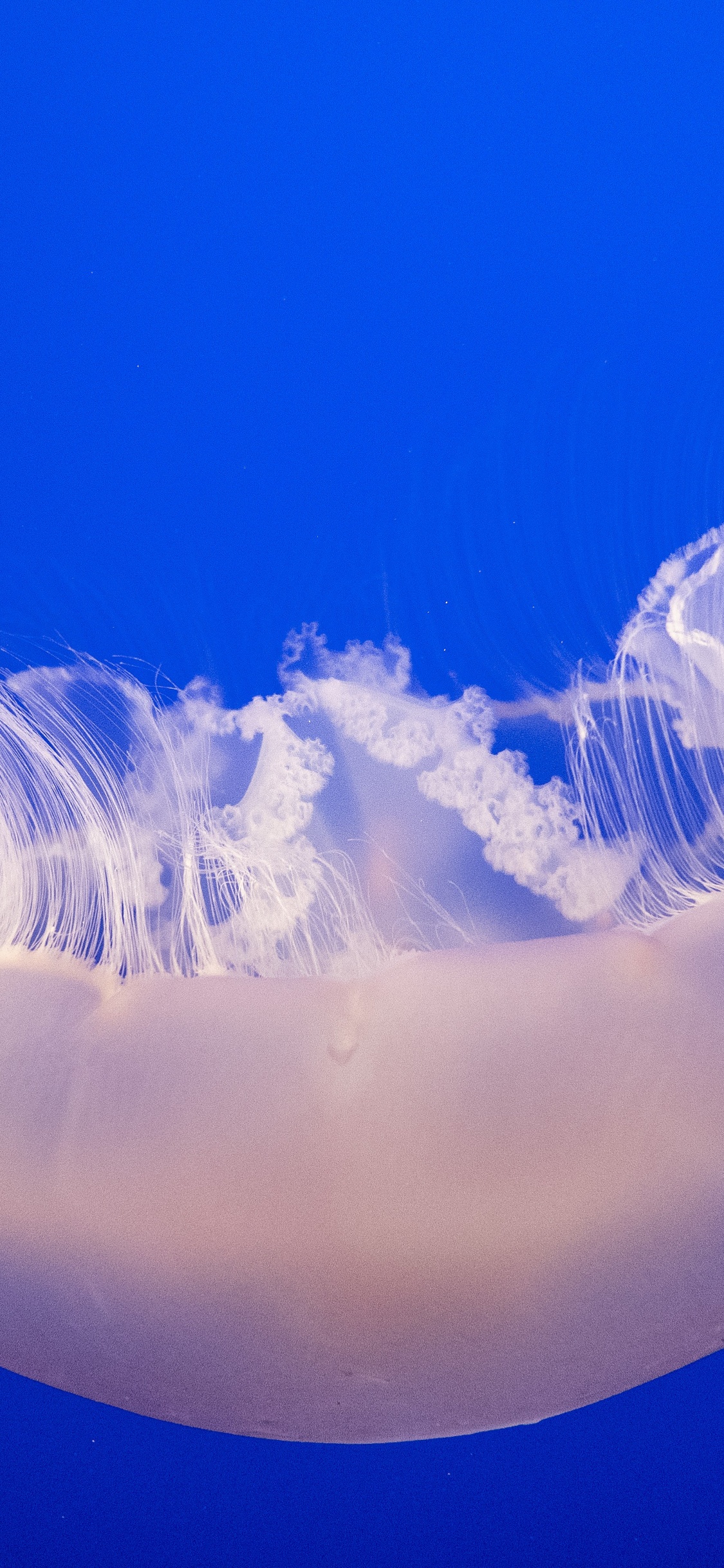 White and Blue Jellyfish in Blue Water. Wallpaper in 1125x2436 Resolution