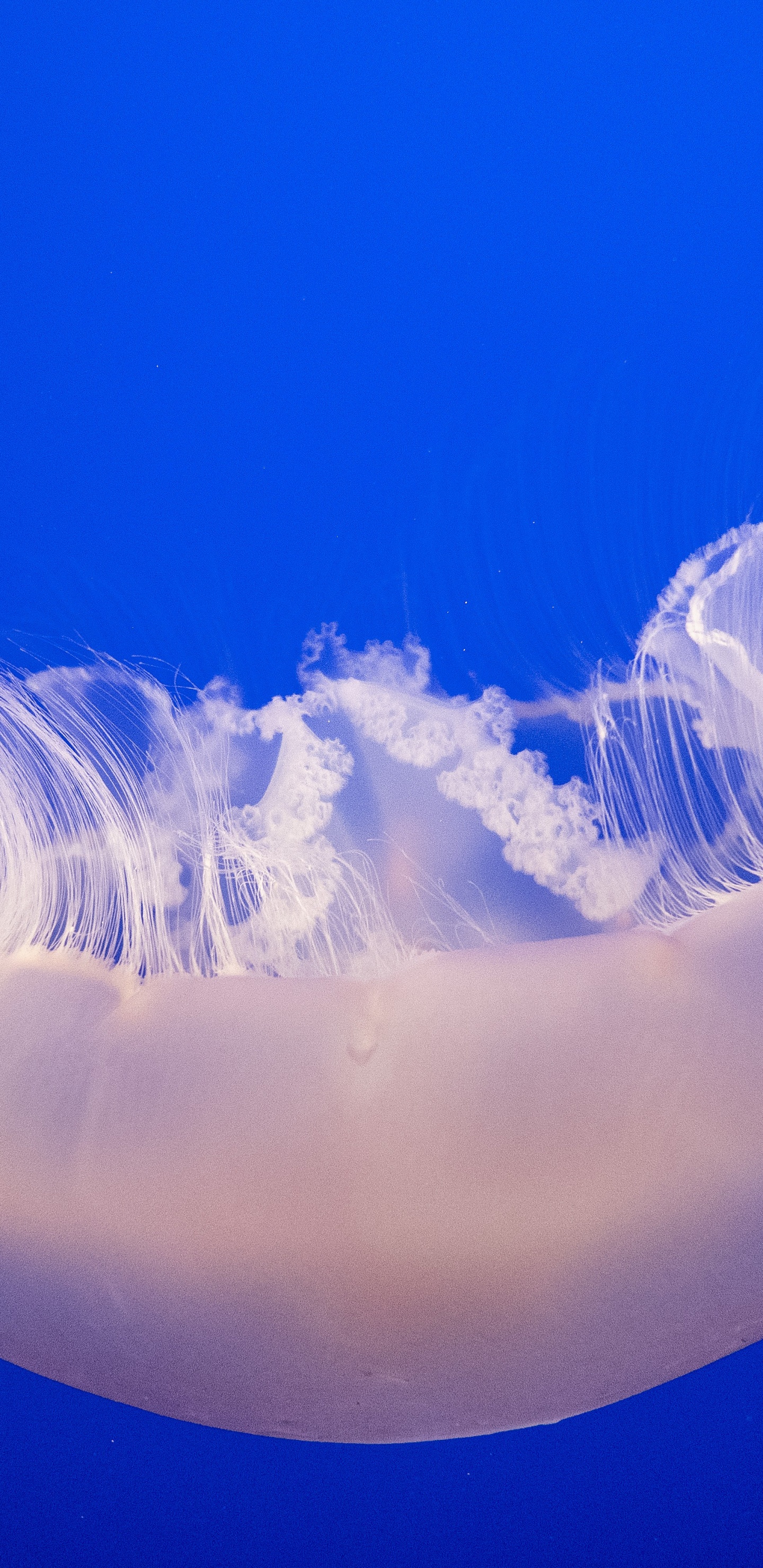 White and Blue Jellyfish in Blue Water. Wallpaper in 1440x2960 Resolution