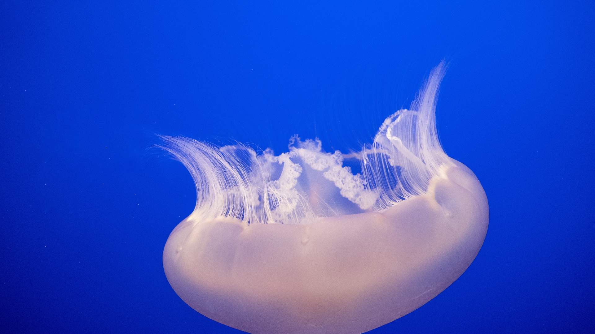 White and Blue Jellyfish in Blue Water. Wallpaper in 1920x1080 Resolution
