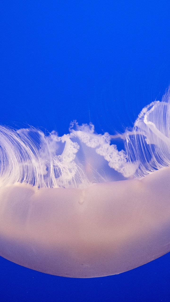 White and Blue Jellyfish in Blue Water. Wallpaper in 720x1280 Resolution
