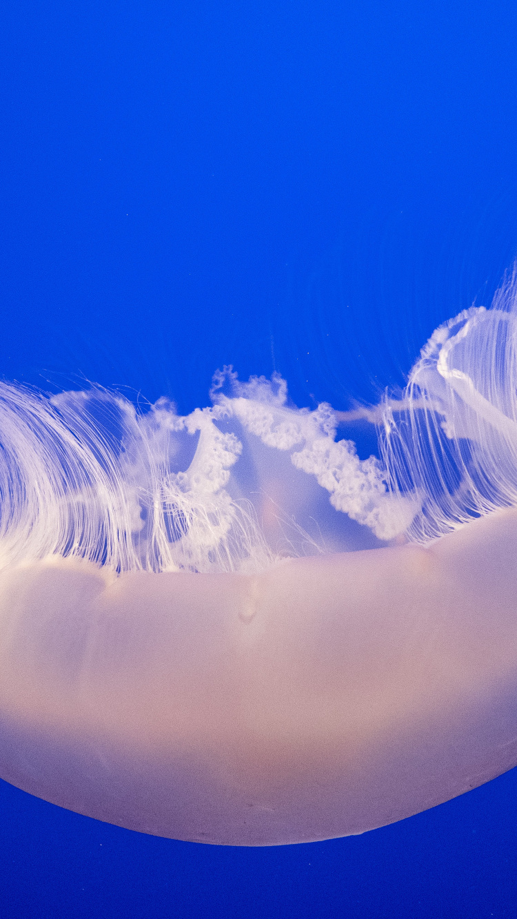 White and Blue Jellyfish in Blue Water. Wallpaper in 750x1334 Resolution