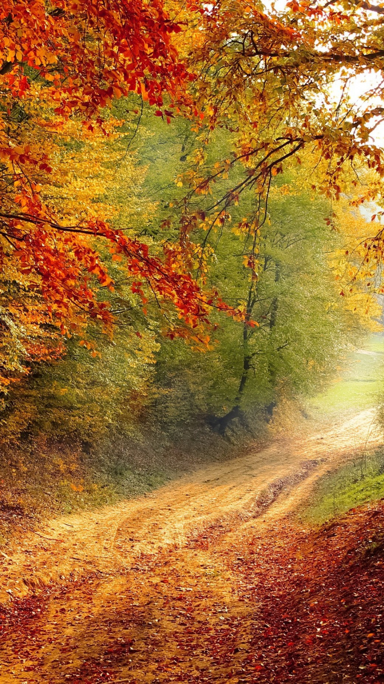 Autumn, Plant, Plant Community, People in Nature, Wood. Wallpaper in 750x1334 Resolution
