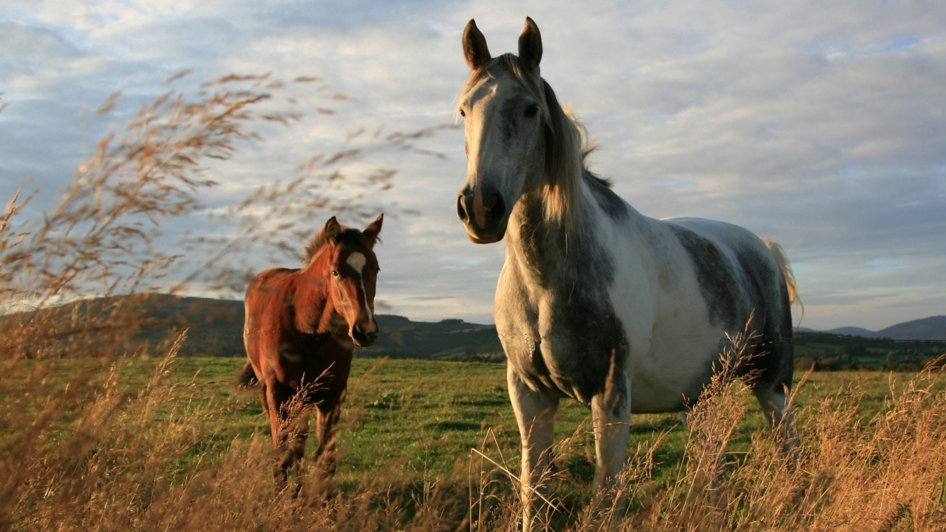 White and Brown Horse on Green Grass Field During Daytime. Wallpaper in 1366x768 Resolution