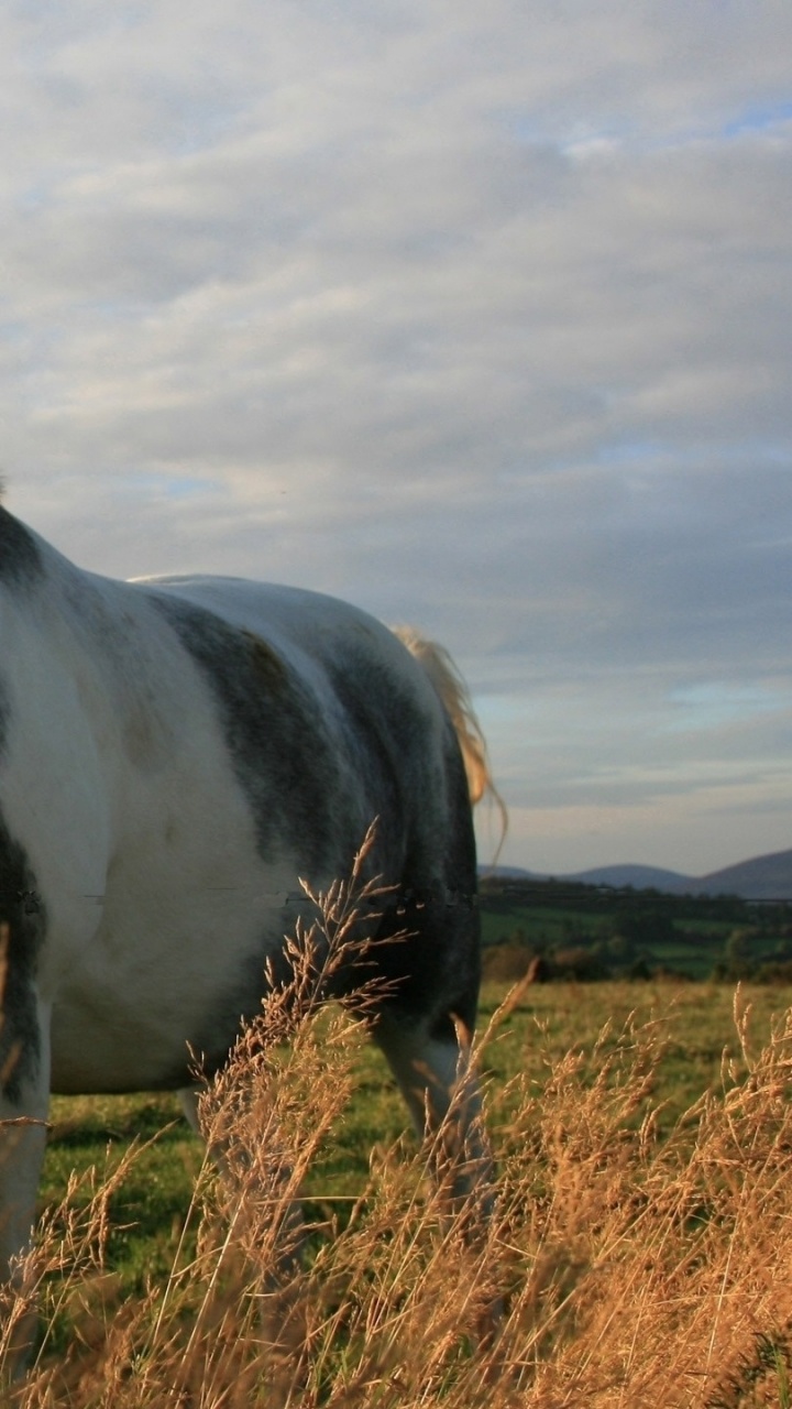 White and Brown Horse on Green Grass Field During Daytime. Wallpaper in 720x1280 Resolution