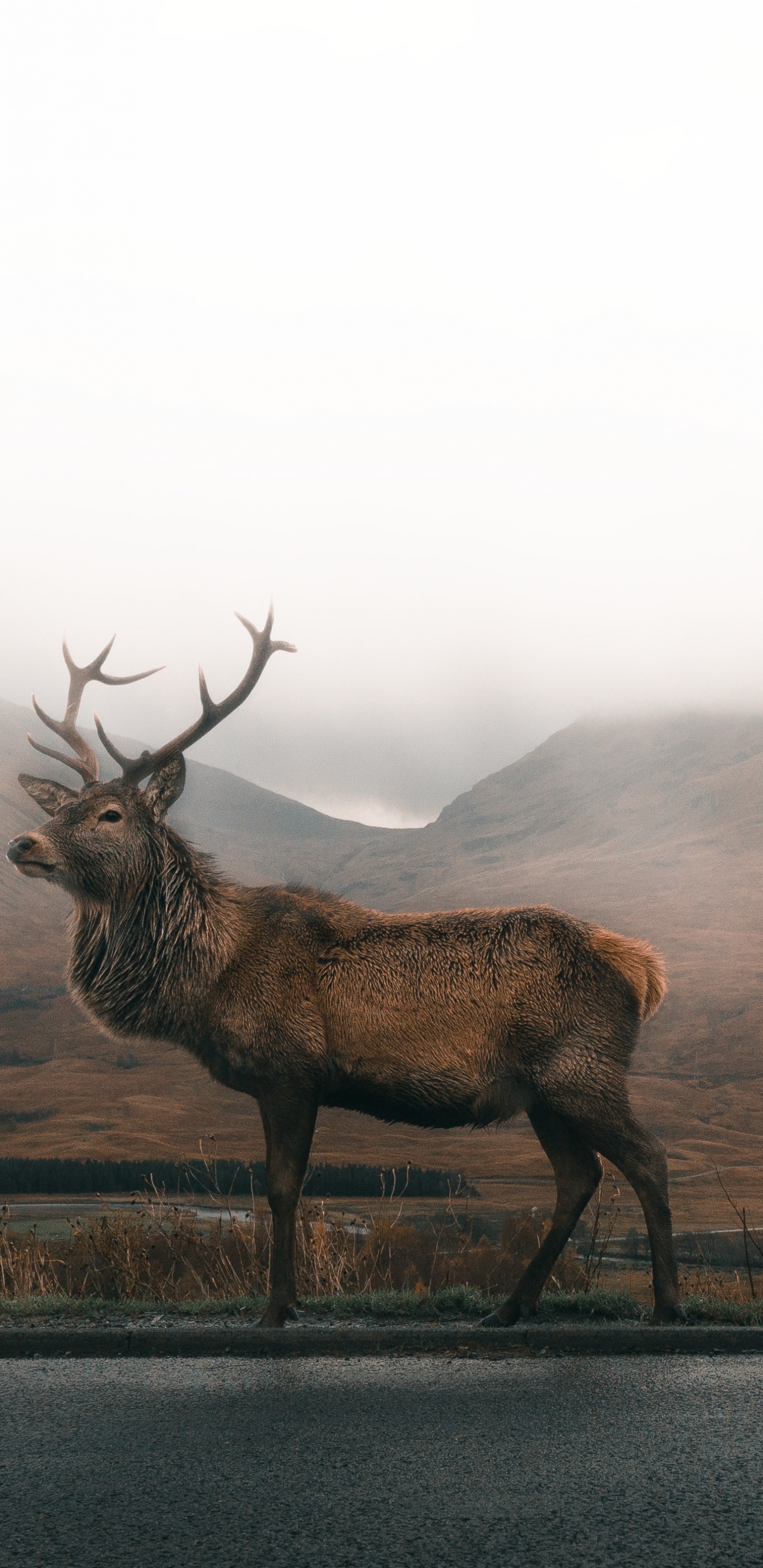 Als Rodger, Natürlichen Umgebung, Nebel, Hirsch, Hochland. Wallpaper in 1440x2960 Resolution