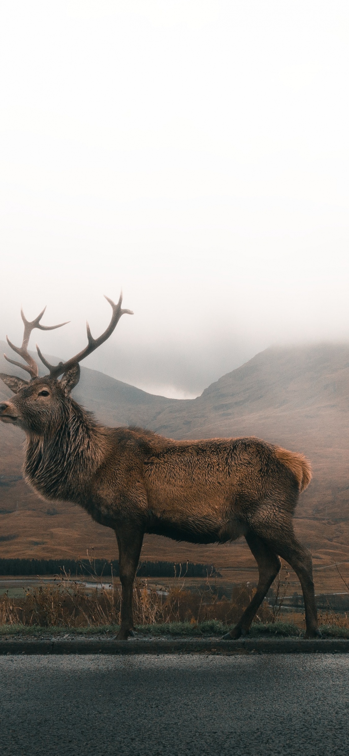 Asa Rodger, Environnement Naturel, Brouillard, Elk, Highland. Wallpaper in 1125x2436 Resolution